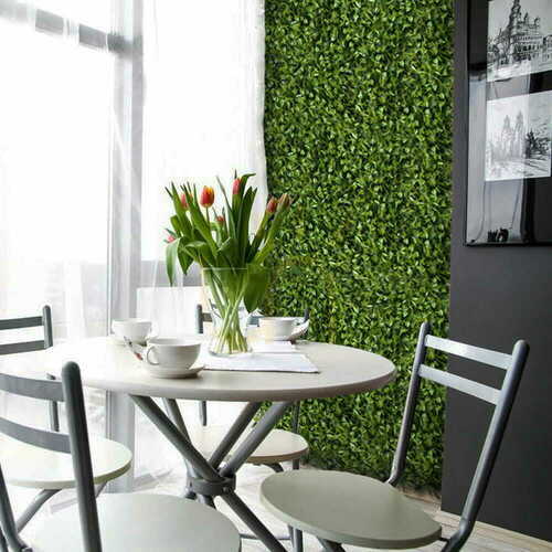 Skontrolujte Peperomia zelená stena 40x60cm