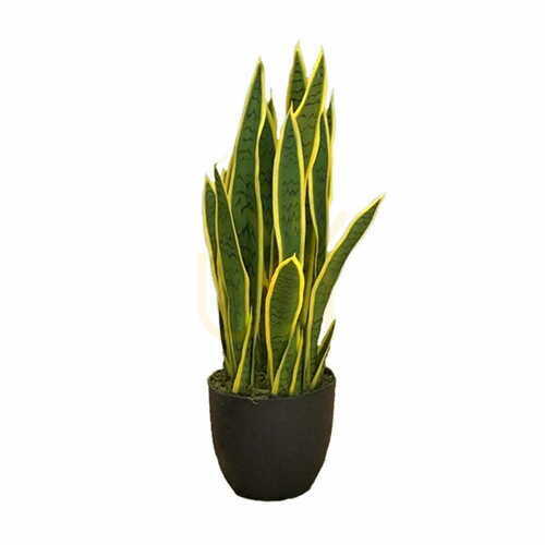 Skontrolujte Umelá rastlina Sansewieria Laurentii 65cm