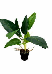 Umelá rastlina Difenbachia 55 cm small 0
