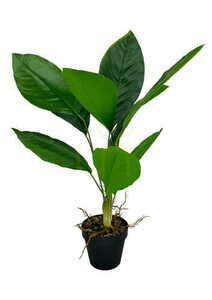 Umelá rastlina Aspidistra 62 cm 2 Umelá rastlina Aspidistra 62 cm small 2
