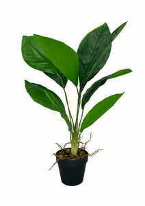 Umelá rastlina Aspidistra 62 cm 0 Umelá rastlina Aspidistra 62 cm small 0
