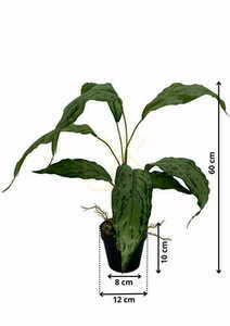 Umelá rastlina Spatifilium 60 cm small 1