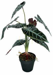 Umelá rastlina Allocasia 47 cm small 3