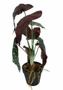 Umelá rastlina Begonia Coral 45 cm small 2
