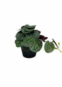 Umelá rastlina Pilea 19 cm small 2