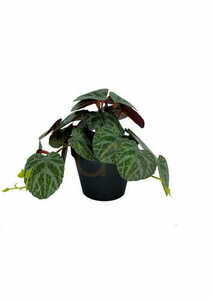 Umelá rastlina Pilea 19 cm small 3