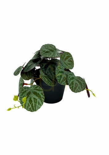 Skontrolujte Umelá rastlina Pilea 19 cm