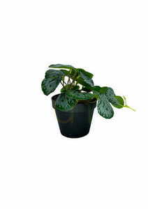 Umelá rastlina Pilea 20 cm small 2