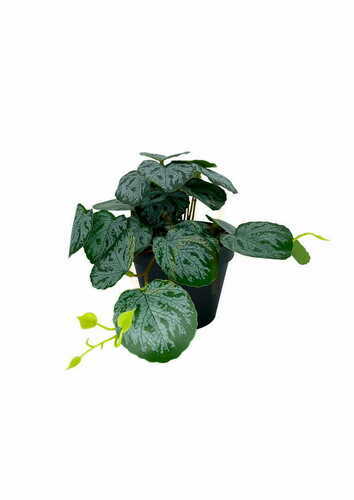 Skontrolujte Umelá rastlina Pilea 20 cm