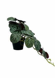 Umelá rastlina Pilea 40 cm small 4