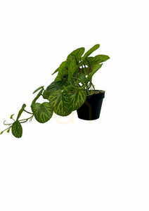 Umelá rastlina Pilea 37 cm small 2