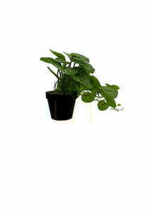 Umelá rastlina Pilea 37 cm small 4