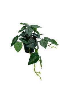 Umelá rastlina filodendron 37 cm small 0