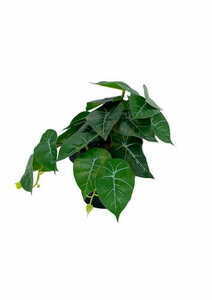 Umelá rastlina filodendron 20 cm small 4