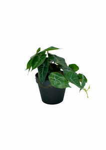Umelá rastlina filodendron 20 cm small 5