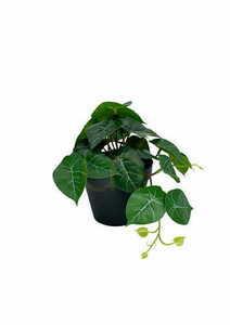 Umelá rastlina filodendron 20 cm small 0