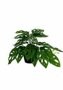 Umelá rastlina Monstera Monkey 25 cm small 0
