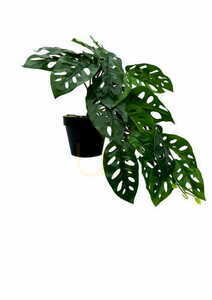 Umelá rastlina Monstera Monkey 44 cm 3 Umelá rastlina Monstera Monkey 44 cm small 3