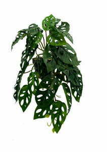 Umelá rastlina Monstera Monkey 44 cm 4 Umelá rastlina Monstera Monkey 44 cm small 4