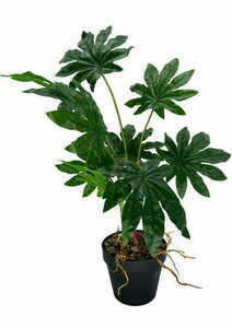 Umelá rastlina Aralia 55 cm small 2