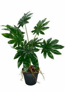 Umelá rastlina Aralia 55 cm small 0