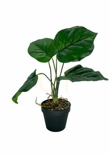 Skontrolujte Umelá rastlina Maranta 36 cm