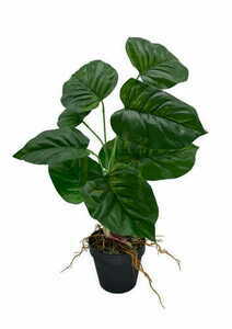 Umelá rastlina Maranta 44 cm small 4