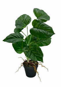 Umelá rastlina Maranta 44 cm small 0