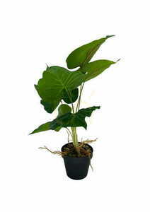 Umelá rastlina Scindapsus 48 cm small 4