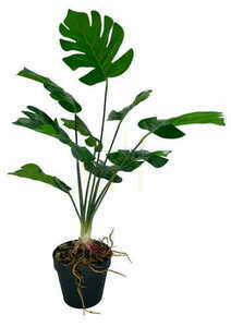 Umelá dutá rastlina Monstera 52 cm small 4