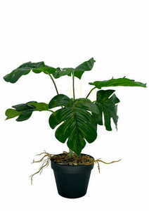 Umelá dutá rastlina Monstera 43 cm small 0
