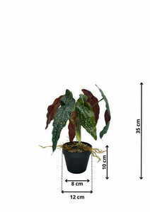 Umelá rastlina Begonia Rosie 35 cm small 1
