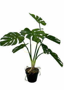 Umelá rastlina Monstera 65 cm small 2