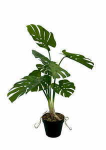 Umelá rastlina Monstera 65 cm small 3