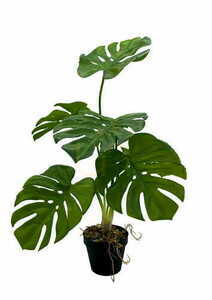 Umelá rastlina Monstera 65 cm small 0