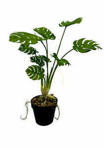 Umelá rastlina Monstera 53 cm 4 Umelá rastlina Monstera 53 cm small 4