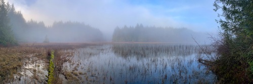 Skontrolujte Freska jazera v lese v hmle, Bongripper Pond - Shawnigan - Kanada