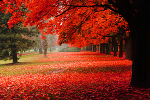 Fototapeta priestorový jesenný park, červené listy, jesenné stromy, dekorácie small 0