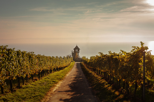 Skontrolujte Fototapeta Bodamské jazero, pohľad na vinicu v Meersburgu, zahmlený horizont, teplé svetlo